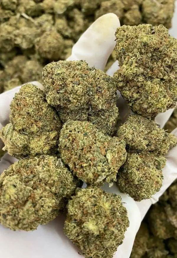 Gorilla Glue #4 - aka GG #4 - Saigon Weed - saigonweed.com