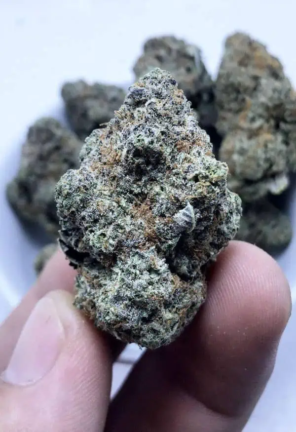 转基因生物 - 进口 - 西贡杂草 - saigonweed.com
