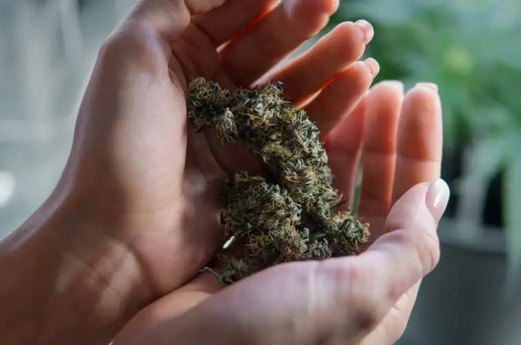 insta 01 - Saigon Weed - saigonweed.com