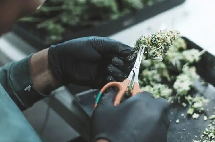 insta 03 - Saigon Weed - saigonweed.com