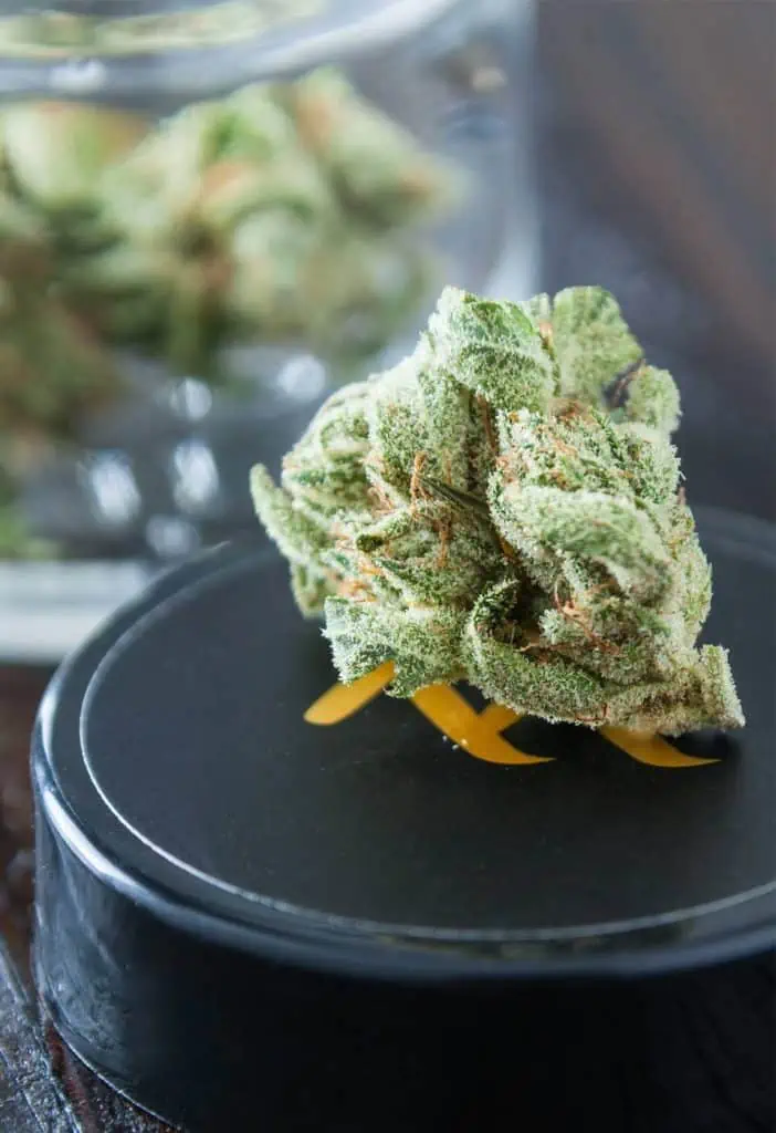 베트남의 대마초에 대해 알아야 할 모든 것 - 사이공 대마초 - saigonweed.com shop 17 - Saigon Weed - saigonweed.com