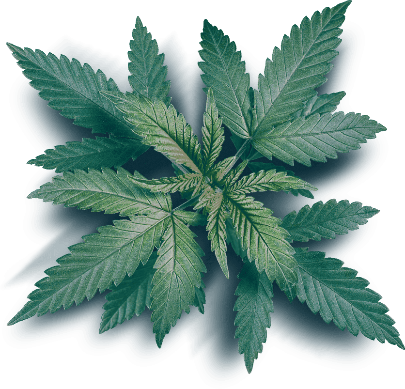 main 02 slider - Saigon Weed - saigonweed.com