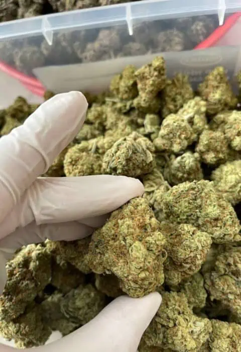 og kush imported marijuana saigon weed - Saigon Weed - saigonweed.com