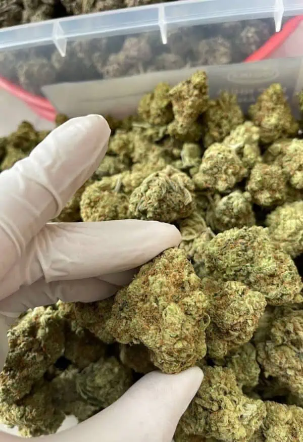 og kush marijuana importée Saigon Weed - Saigon Weed - saigonweed.com