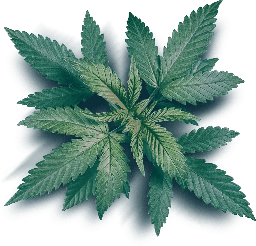 Saigon Weed - Saigon Weed - saigonweed.com saigon weed main 02 slider - Saigon Weed - saigonweed.com